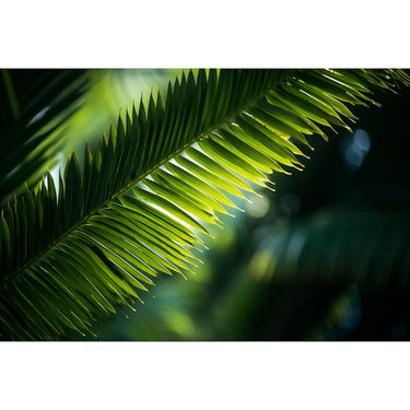 Tableau Feuille Palmier Jungle